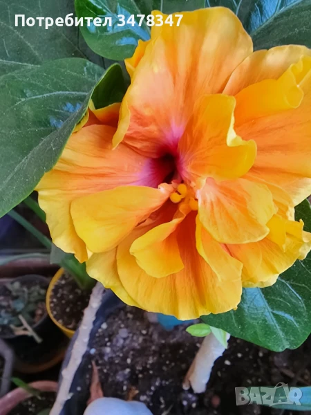 Стаен хибискус, снимка 1