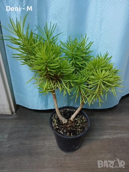 Senecio barbertonikus 60см., снимка 1