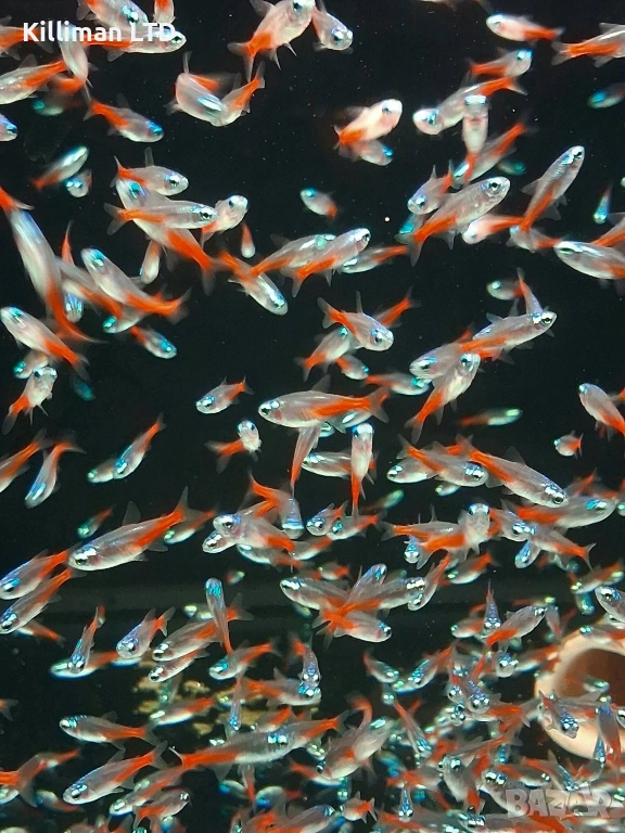 Диамантен неон, 20+ Х 0.75 лв, снимка 1