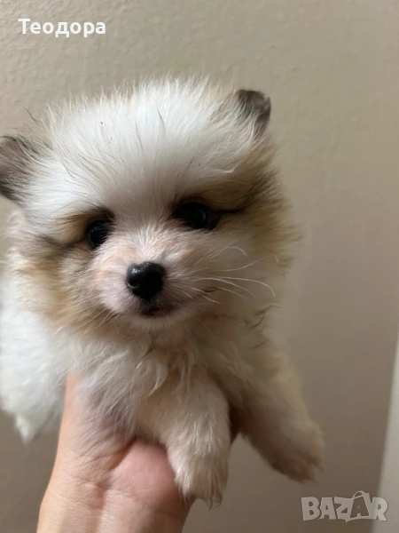 Мини померан кучета, снимка 1