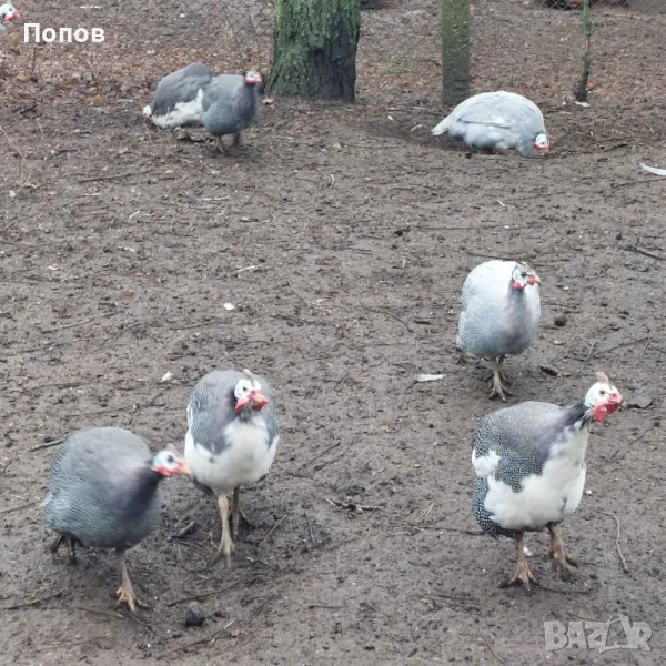 Продавам токачки, снимка 1