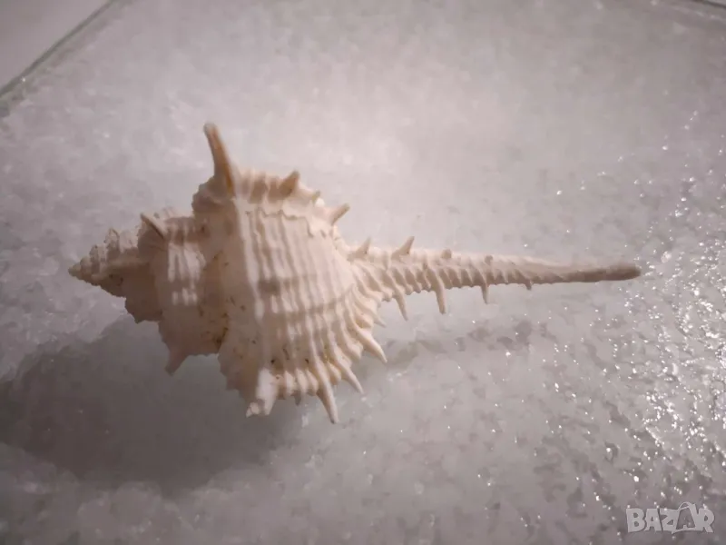 раковина от Индийския океан, снимка 1