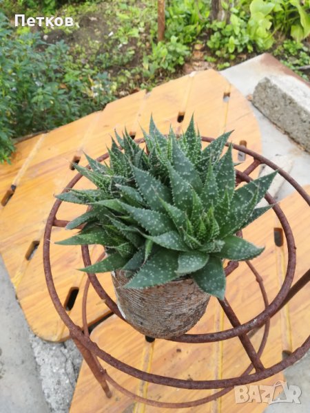 Цвете вид сокуленти, снимка 1