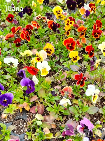 Продавам теменужки, снимка 9 - Градински цветя и растения - 54018845