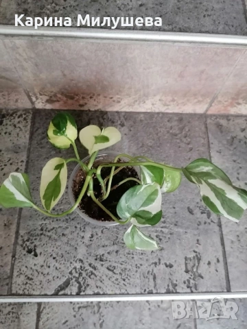 Продавам различни цветя, снимка 3 - Стайни растения - 44843070