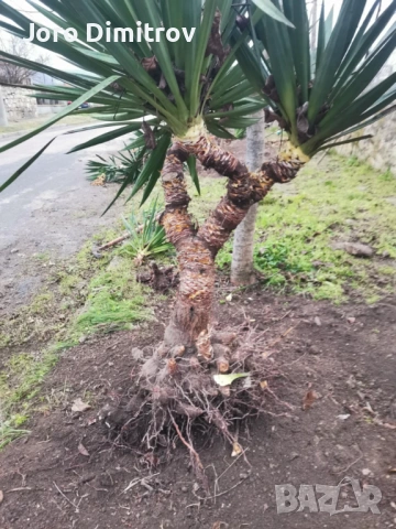 Палма юка външна студоустойчива, снимка 11 - Градински цветя и растения - 53031740