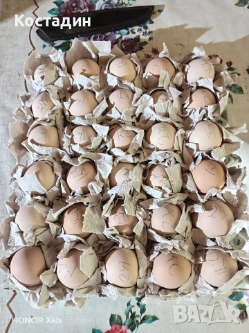 Оплодени яйца от катунска кокошка 