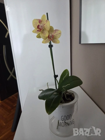 Фаленопсиси орхидеи в самополивни саксии , снимка 6 - Стайни растения - 53896200