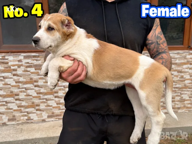 САО Алабай (КВ) , снимка 17 - Други - 56526723