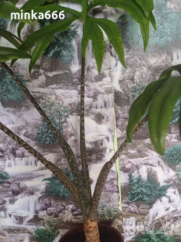 Алоказия жаклин., снимка 6 - Стайни растения - 53019153