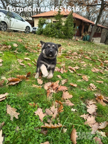 Източноевропейска овчарка, снимка 11 - Други - 52432078