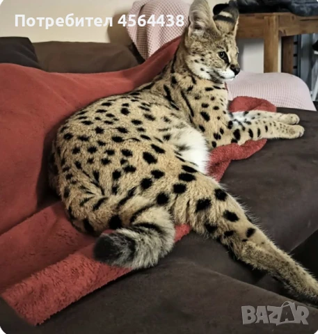 Наличен сервал каракал f1 Каракал със савана f1 котенца, снимка 6 - Други - 51364847
