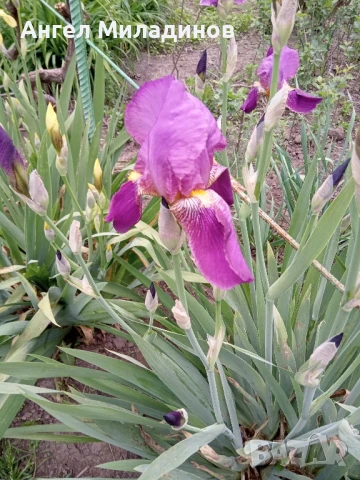 Перуника,ирис, снимка 12 - Градински цветя и растения - 24767505