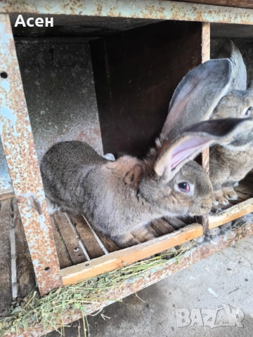 Белгийски великани , снимка 3 - Други - 54203581