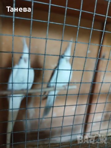 Чифт корели, снимка 2 - Папагали - 54282375