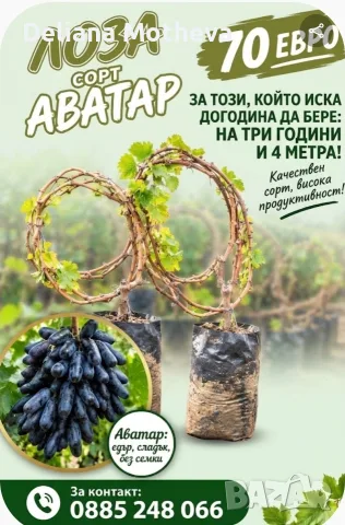 Аватар !!!  3-годишна лоза