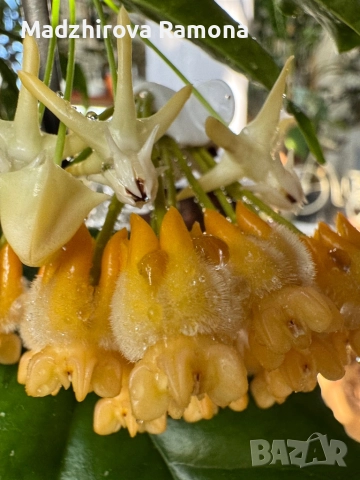 Hoya Lasiantha , снимка 4 - Стайни растения - 52647250