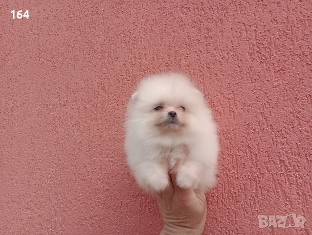 Мъжки и женски Померани. Реални снимки от 22.03.26 г. , снимка 15 - Померан - 53863245