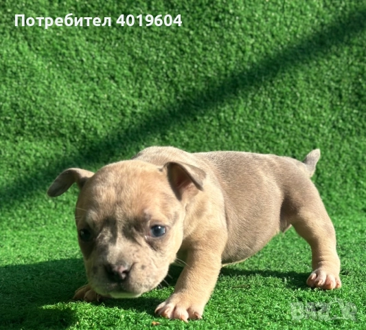 Американско були покет мерле, снимка 16 - Други - 52792170