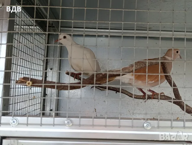 Подарявам шарени и сиви гугутки , снимка 4 - други­ - 49695132