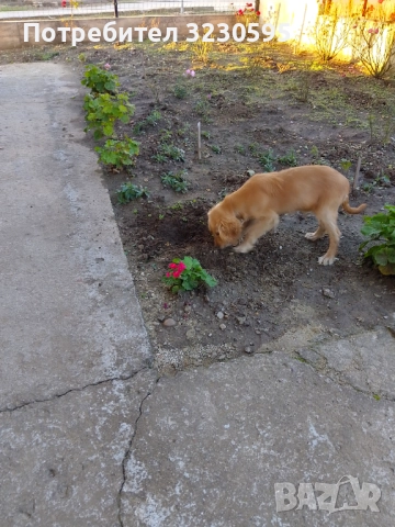 Кокер за трюфели