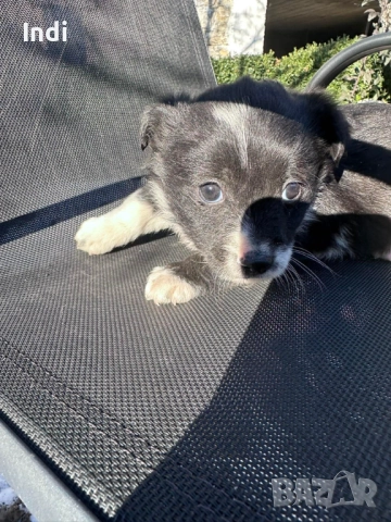 Кученцe, снимка 3 - Други - 52733936