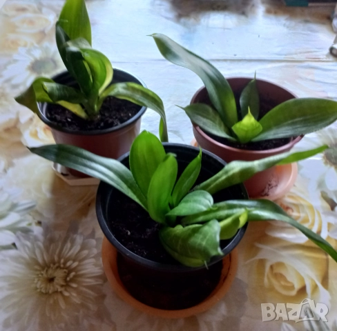 Цветя, снимка 3 - Стайни растения - 52071194