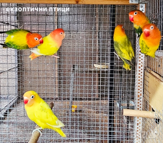 Бартер Неразделки 