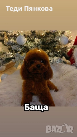 Той пудел момче, снимка 6 - Пудели - 52743432