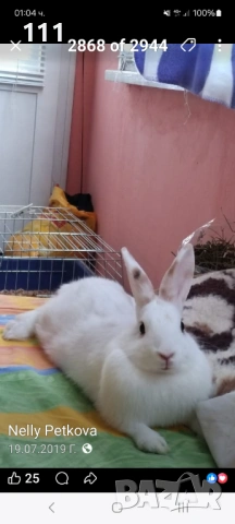 Рекс женски , снимка 2 - Други животни - 54190792