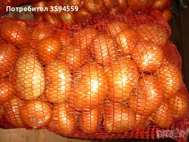 жълт кромид лук, снимка 2 - Други - 56012415