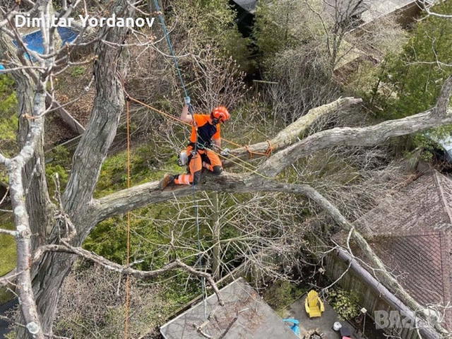 Режем ОПАСНИ дървета!, снимка 3 - Други услуги - 52674734