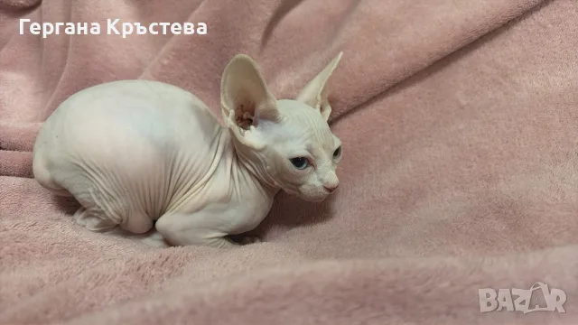 Канадски сфинкс момиче 