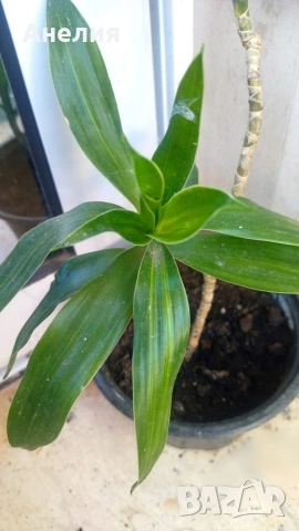 Драцена Dracaena angustifolia!, снимка 3 - Стайни растения - 53261542