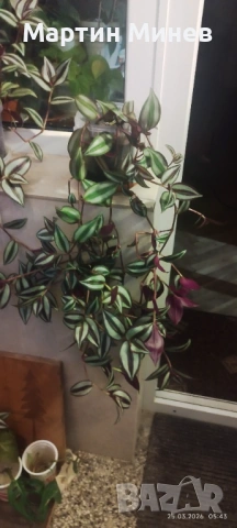 Tradescantia zebrina, снимка 3 - Стайни растения - 51996609