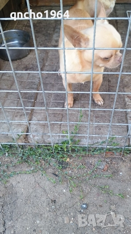 чихуахуа , снимка 12 - Чихуахуа - 52797684