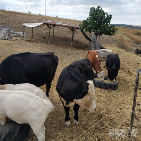 Продавам крави, снимка 1