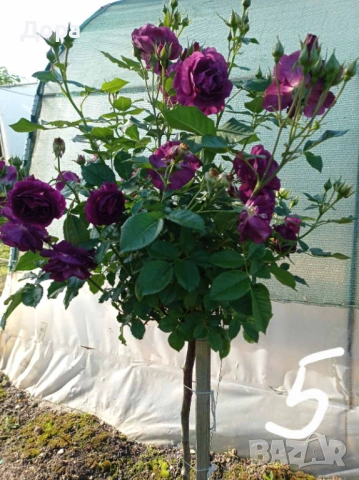 Щамбови рози, цветово разнообразие., снимка 6 - Градински цветя и растения - 44639785