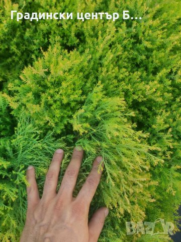 Кълбовидна туя рейнголд в саксия, снимка 4 - Градински цветя и растения - 42041118