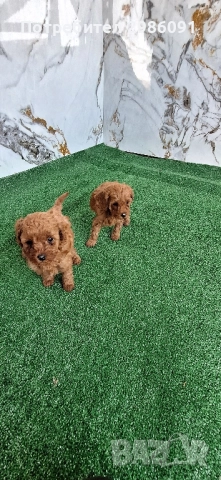 той пудел пуделче , снимка 4 - Пудели - 52253243