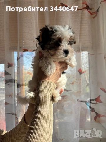 Мъжко Бивър йорки, снимка 6 - Йоркширски териер - 53825786