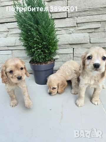 чистокръвни Кокер Шпаньоли