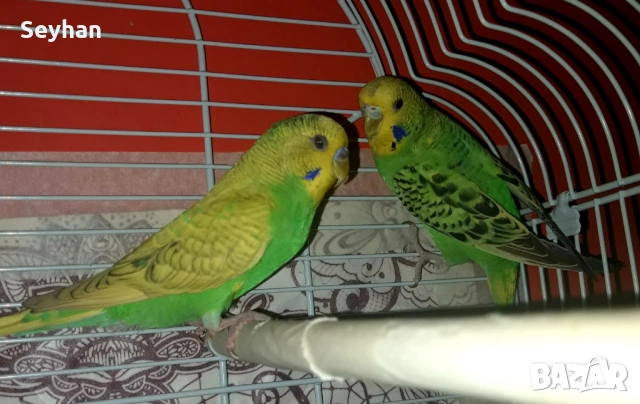 Папагали вълнисти