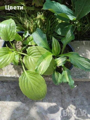 Продавам хоста , снимка 1