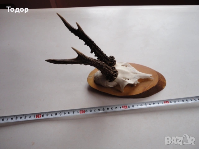 Ловен трофей рог  рога 11