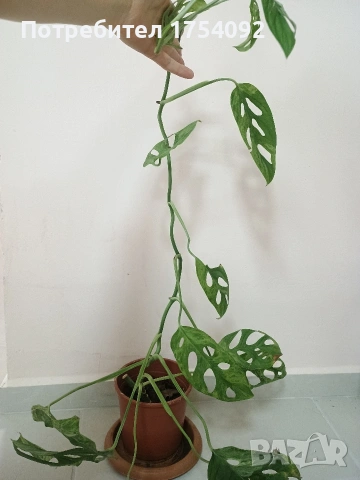 Резници Monstera Indonesian Marble 