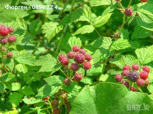 Дива малина - Rubus idaeus, снимка 2 - Разсади - 37336742