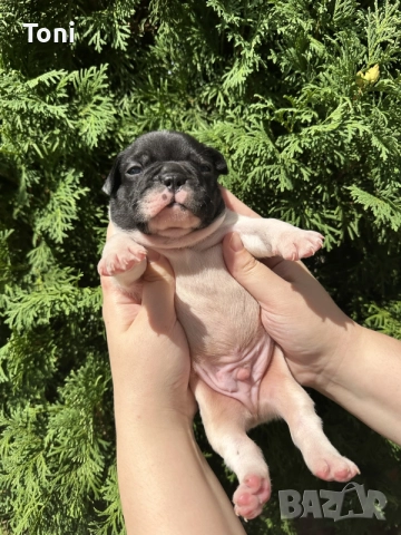 френски булдог/french Buldog, снимка 5 - Френски булдог - 55876701
