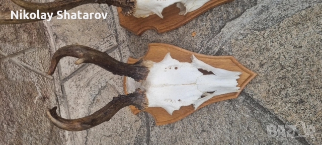 трофеи от съръндак, снимка 3 - Декорация за дома - 51708229