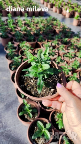 Розова Вероника, Veronica spicata ‘Anniversary Rose’, снимка 10 - Градински цветя и растения - 54139863